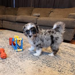 Aussiedoodle Puppies from Triple Creek Aussies and Doodles
