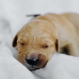 Parks -  Grey Collar - Light golden male Golden Retriever puppy in Stockton, California from Golden Weenie Club