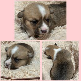 AKC PWC - DM & EIC Clear - Sable Girl - Pembroke Welsh Corgi puppy from 4A Corgis