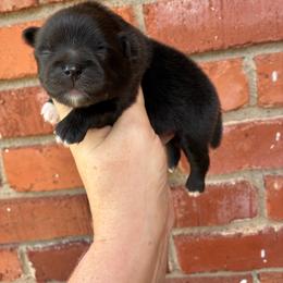 Cowboy - Black male Pomeranian puppy in Inola, Oklahoma from My Bella’s Pomeranians