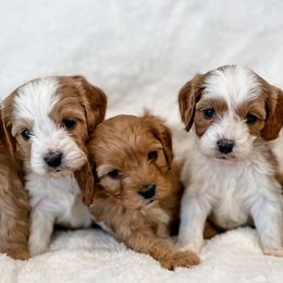 Cavapoo and Goldendoodle Puppies from Fitzdoodles