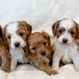 Cavapoo and Goldendoodle Puppies from Fitzdoodles