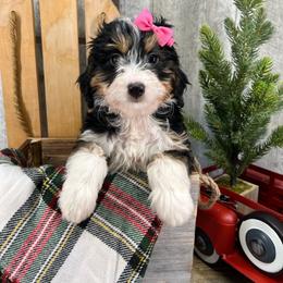Bernedoodle and Goldendoodle Puppies from Donnasdoodlebugs