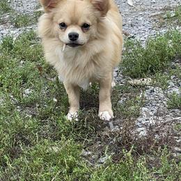 Chihuahua Puppies from ChiWowTown Chihuahuas