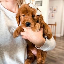 Eskimo - Red  female Goldendoodle puppy in West Haven, Utah from Split Mountain Doodles