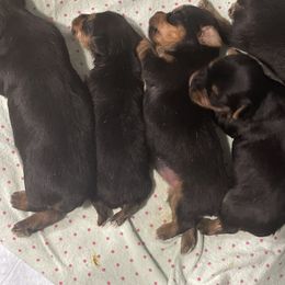 Yorkshire Terrier Puppies from K’s Yorkies