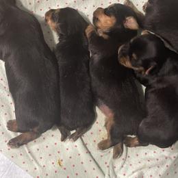 Yorkshire Terrier Puppies from K’s Yorkies