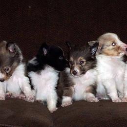 Rottweiler and Toy Shetland Sheepdog Puppies from Mountain High Kennels
