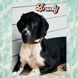 Brandy - Black female Great Dane puppy in Gonzales, Louisiana from Anstatt House Of Danes