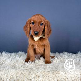 Rocky - Red male Companion Cross puppy in Utah County, Utah from Big Hearted Breeders