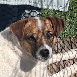 Charli - Russell Terrier