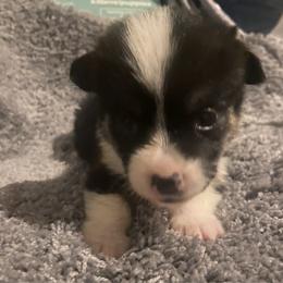 Dotty - White and black female Pembroke Welsh Corgi puppy in Beulaville, North Carolina from Windy Acres Pembroke Welsh