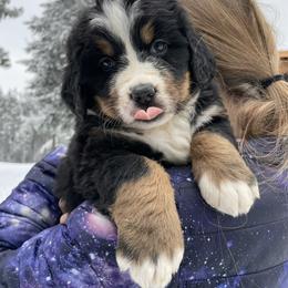 Queenie - female Bernese Mountain Dog puppy in Eureka, Montana from Back 40 Berners