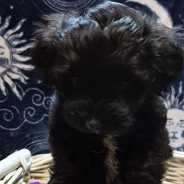 Girl 3 - Black female Havanese puppy in Manchester, Texas from Mimi's Havanese