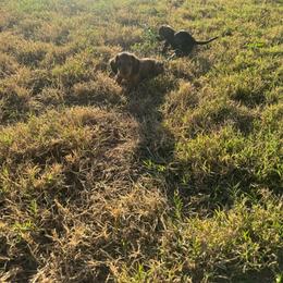 Woody - Dapple male Dachshund puppy in Dyess Afb, Texas from Story Dachshunds