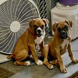 Boxer Puppies from Venician Boxers