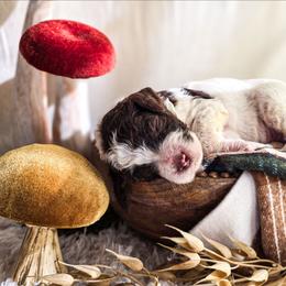 Umber - Parti male Poodle puppy in Gaylord, Michigan from Dog Mom Co. Poodles