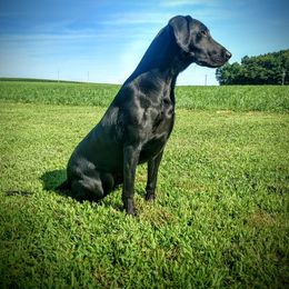 Labrador Retriever All Grown Up from Grain Driver Labradors