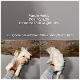 Millie - White female Morkie puppy in Cleveland, Tennessee from Moody’s Morkies and More