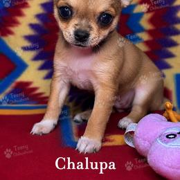 Chalupa - Black sabled fawn female Chihuahua puppy in Rocky Mount, Virginia from Teeny Chihuahuas