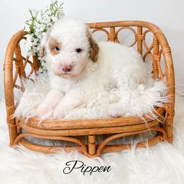 Pippen - Parti male Goldendoodle puppy in from Pink Poodles and Doodles