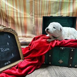Riddle - White male Berger Blanc Suisse puppy in West Alexandri, Ohio from Twisted Acres