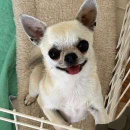 Myla - Chihuahua