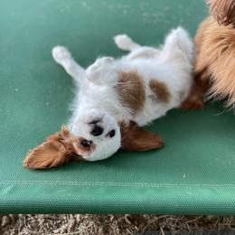 Susie Bleach - Blenheim female Cavapoo puppy in Phoenix, Arizona from Larisa's Cavaliers