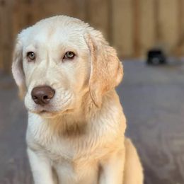 Dilute Retrievers from Calfee Creek Labradors