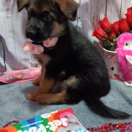 Peach - Black and red female German Shepherd puppy in Gustavus, Ohio from Cross Kreek Kennels
