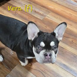 Vera - Black and tan female French Bulldog puppy in East Berlin, Pennsylvania from Stoney Point Frenchies