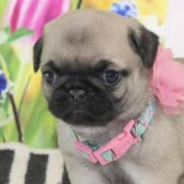 Pugs from Birdsall Dogs and Discipline