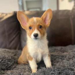 WM M2 - Red male Pembroke Welsh Corgi puppy in Stockton, Iowa from Infinity Corgis