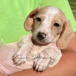 Dachshund Puppies from Camacho_Dachshunds
