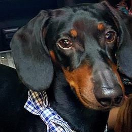 Dachshunds from Bowles Doxie Heaven