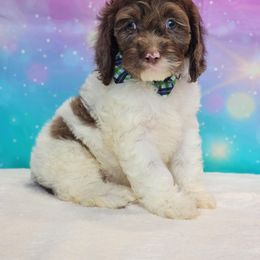 Dylan - Merle male Cockapoo puppy in Louisburg, North Carolina from Raven Oak's Mini Cockapoos