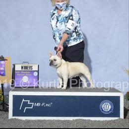 French Bulldog All Grown Up from Northern Light's French Bulldog