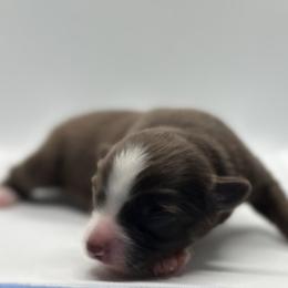 Tempura - Red & white male Toy Australian Shepherd puppy in Reidsville, North Carolina from Cherry Grove Kennel