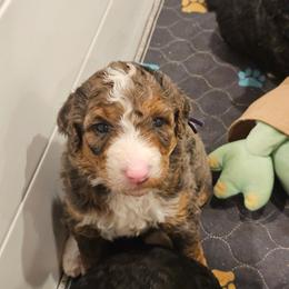 Lt Blue collar - Blue merle male Bernedoodle puppy in Shelby, North Carolina from Forever Grateful Doodles