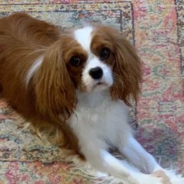 Cavalier King Charles Spaniels and Japanese Chins from Montra Japanese Chin & Cavalier King Charles Spaniels