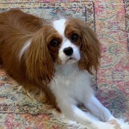 Cavalier King Charles Spaniels and Japanese Chins from Montra Japanese Chin & Cavalier King Charles Spaniels