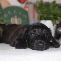 Drogo - Black male Dachshund puppy in Hazlehurst, Georgia from DrakeFire Dachshunds