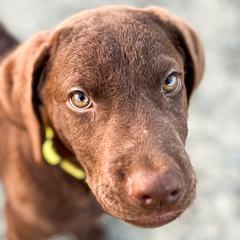 Chesapeake Bay Retrievers and Golden Retrievers from Oxford Farm Kennels