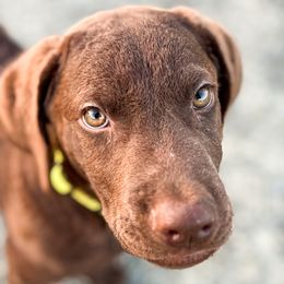 Chesapeake Bay Retrievers and Golden Retrievers from Oxford Farm Kennels