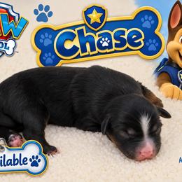 Chase - Black tri male Miniature Australian Shepherd puppy in Apache Junction, Arizona from Circle T Mini Aussies