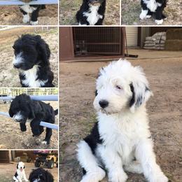Cockapoo and Goldendoodle Puppies from Diva’s Darling Doodles