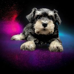 Blacksilver boy - Black and silver male Miniature Schnauzer puppy in Houston, Texas from Haughton Farm
