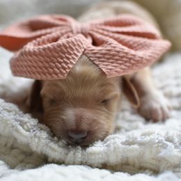 Goldendoodle Puppies from Edge Farm Goldendoodles