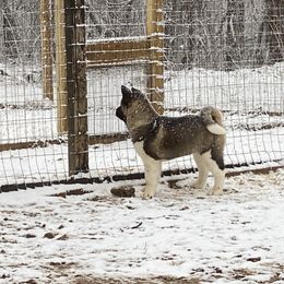 Akita Puppies from Majestic Valley Farms