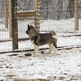 Akita Puppies from Majestic Valley Farms